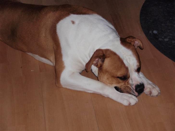 Amerikansk bulldog kettners Enzo billede 17