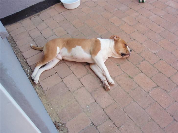 Amerikansk bulldog kettners Enzo billede 18