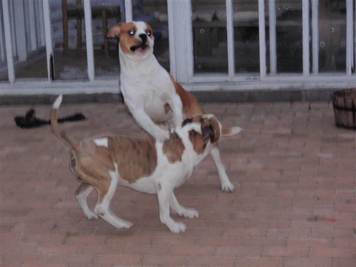 Amerikansk bulldog kettners Enzo billede 19