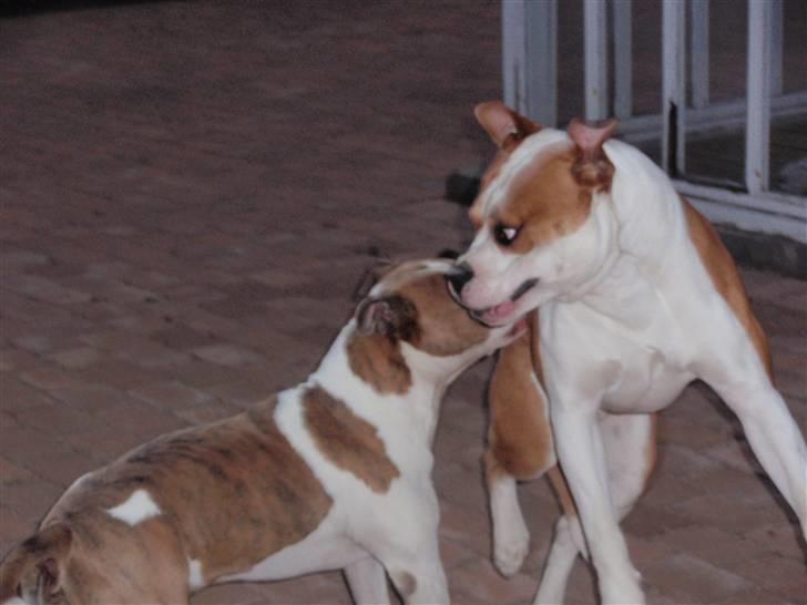 Amerikansk bulldog kettners Enzo billede 20