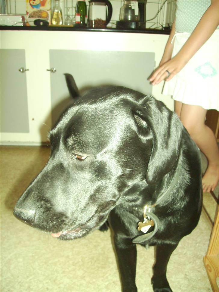 Blanding af racer Bamse - nu vil jeg snakkes med billede 5