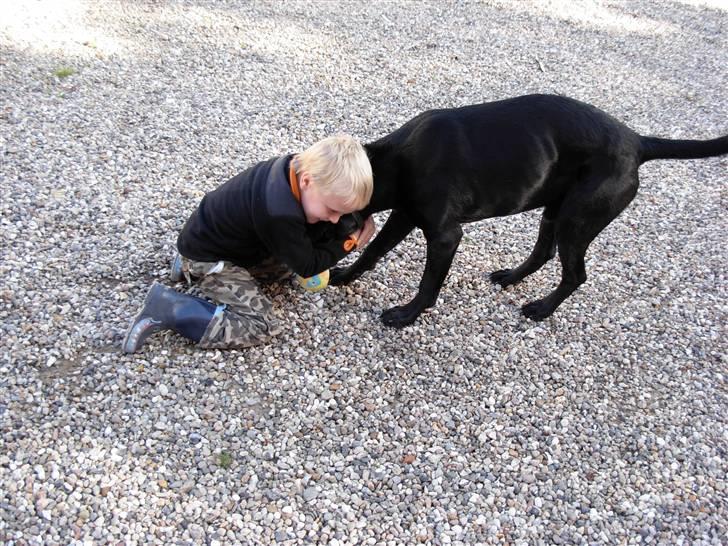 Blanding af racer Bamse - min lille bror og bamse billede 6