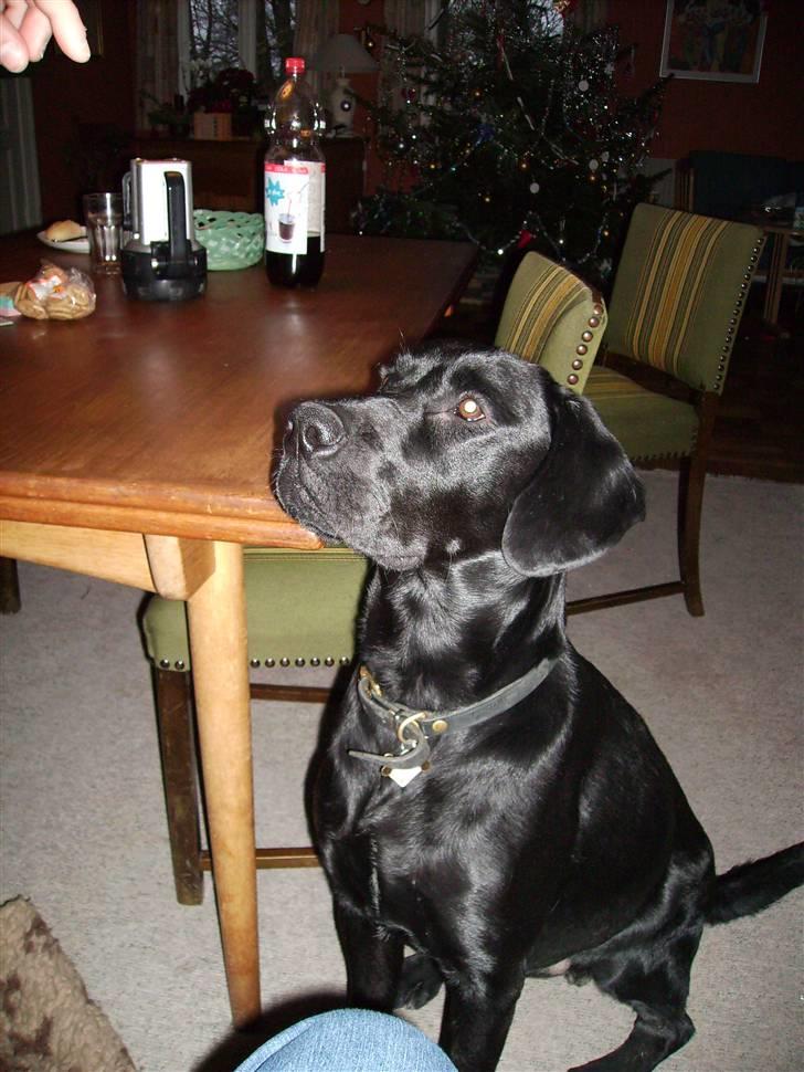 Blanding af racer Bamse - god hund billede 7