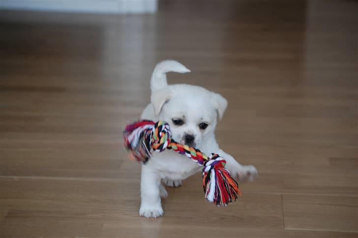 Blanding af racer Malthe - Malthe 8 uger - netop ankommet billede 1