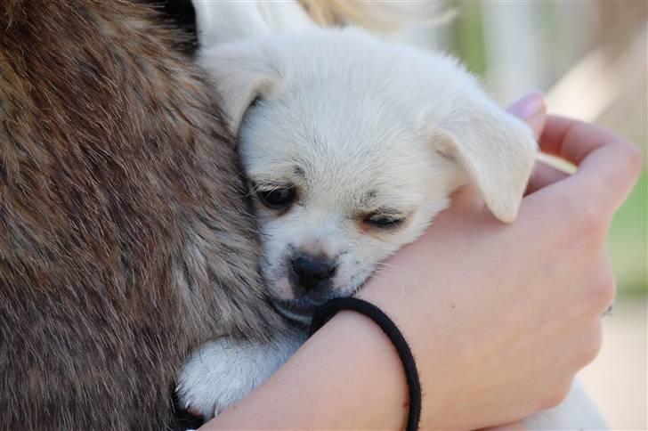 Blanding af racer Malthe - Malthe 8 uger - hos opdrætter billede 2