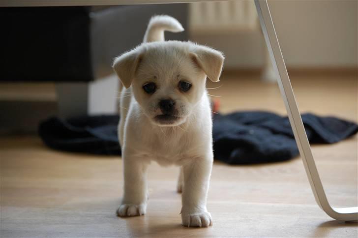 Blanding af racer Malthe billede 3