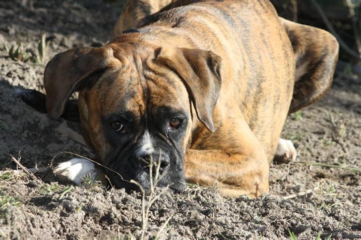 Boxer Coco Chanel billede 17