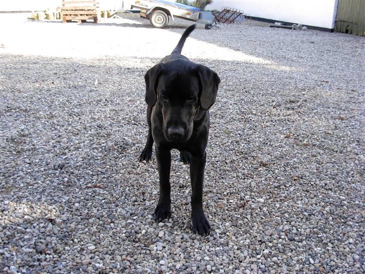 Blanding af racer Bamse - så spark dog til den bold billede 8