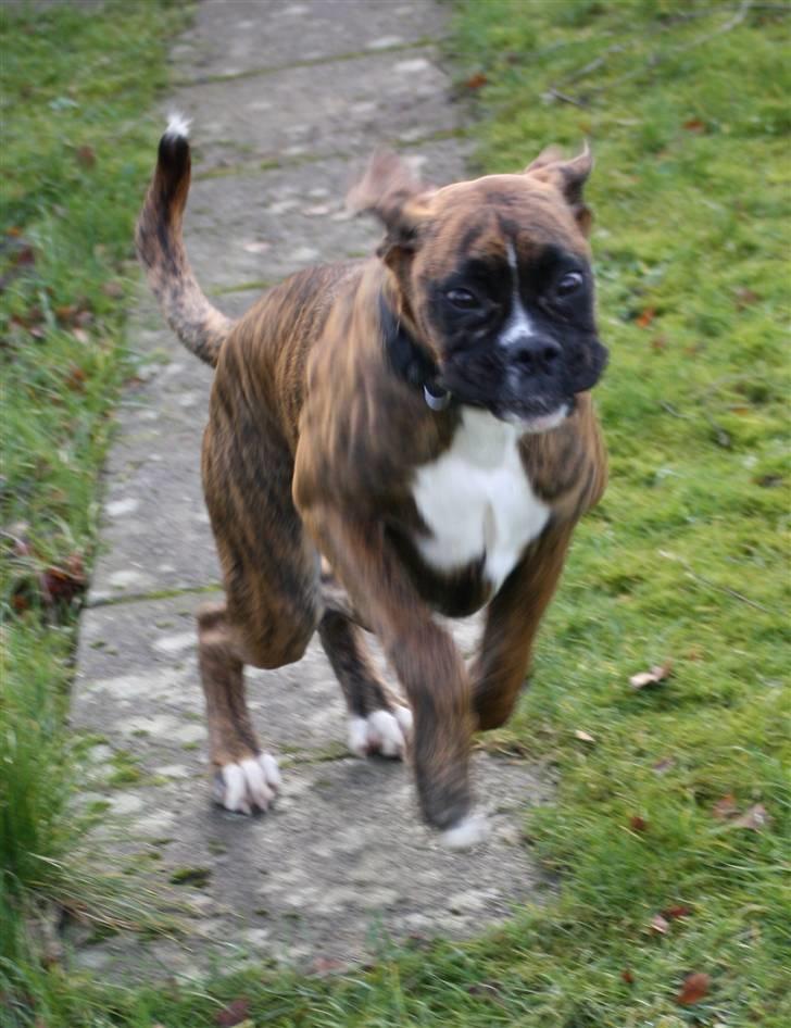 Boxer Coco Chanel billede 18