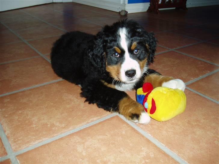 Berner sennenhund Freja. - Frejas hvalp Sascha med sin allerbedste ven plysdyret Hugo. billede 18