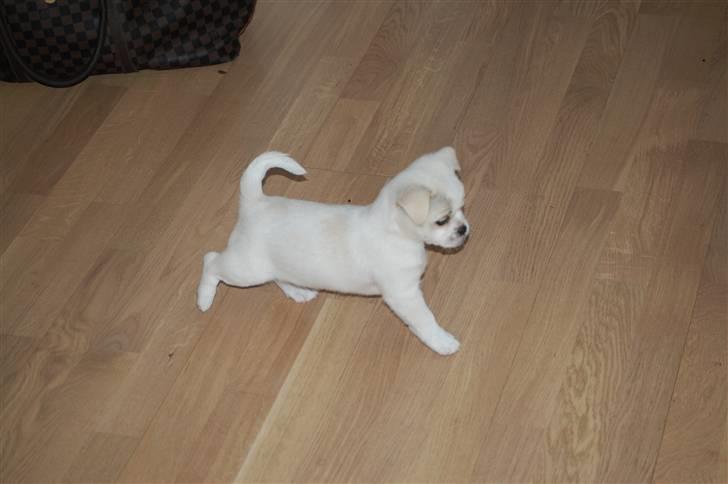 Blanding af racer Malthe billede 4