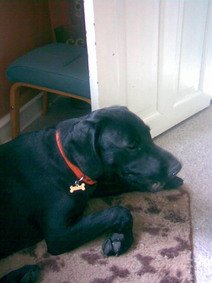 Blanding af racer Bamse - snak med mig billede 9