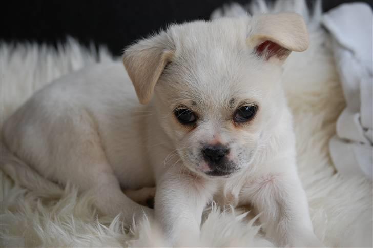 Blanding af racer Malthe billede 5