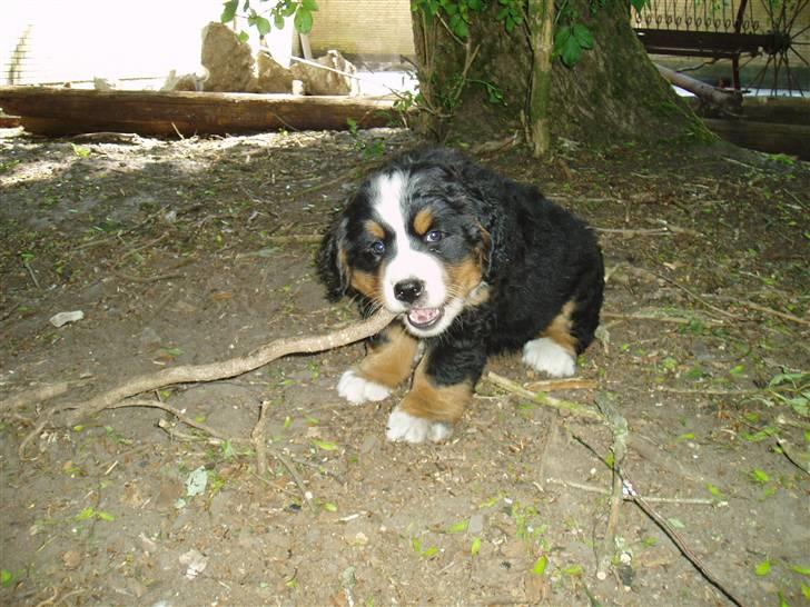 Berner sennenhund Freja. - Sascha igen. billede 19