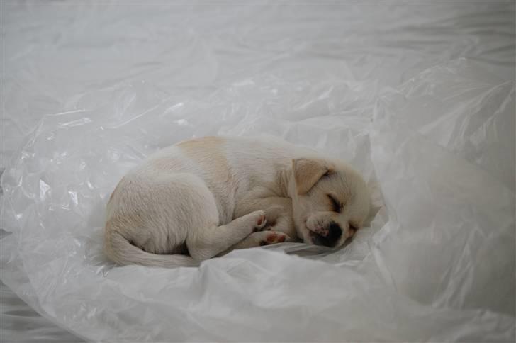 Blanding af racer Malthe - Malthe 12 uger  billede 6