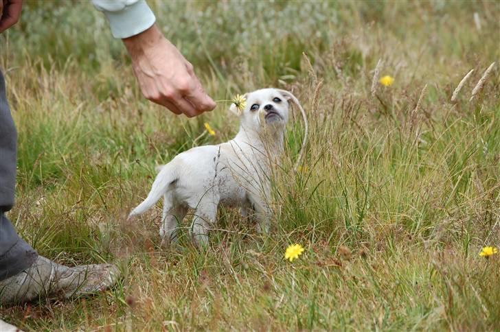 Blanding af racer Malthe billede 7