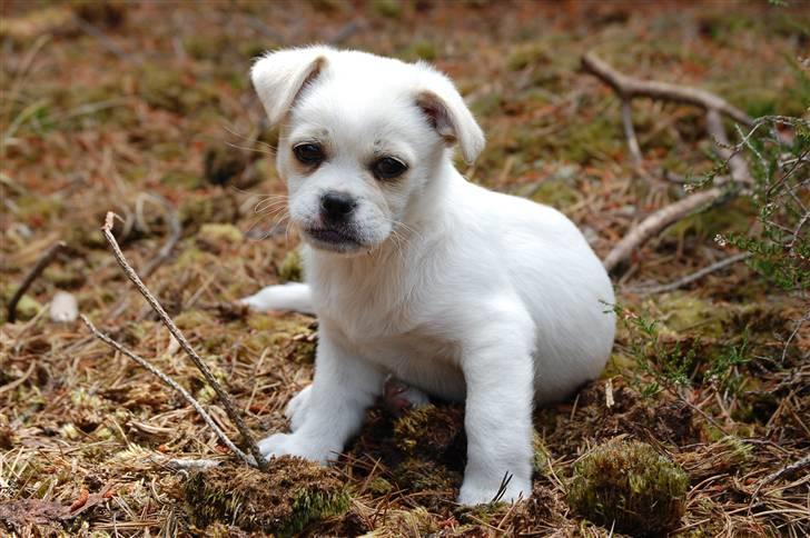 Blanding af racer Malthe billede 8