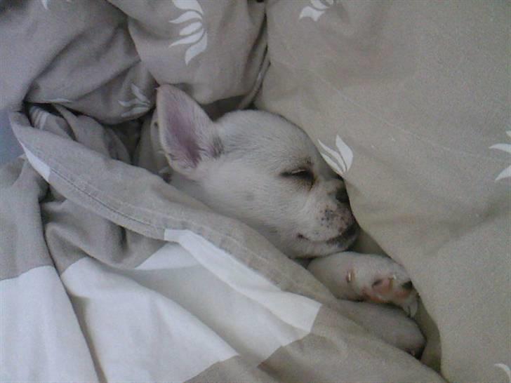 Blanding af racer Malthe billede 9