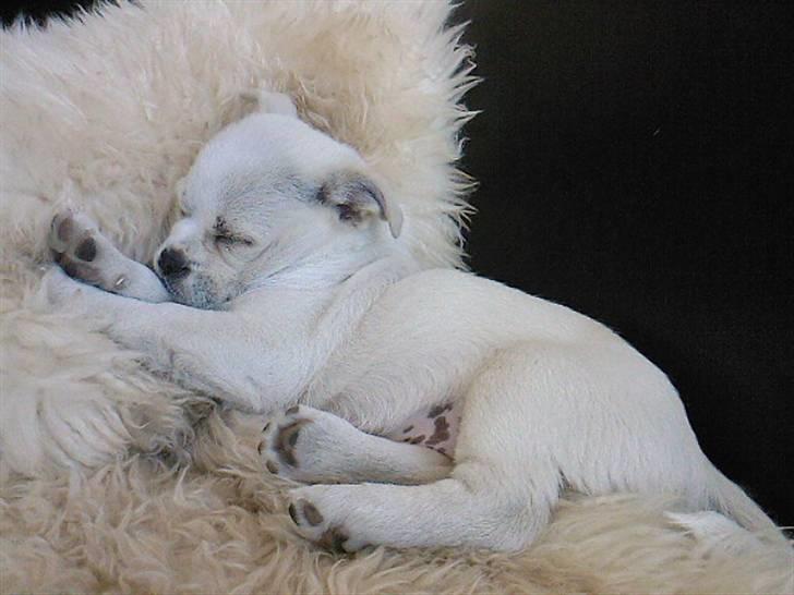 Blanding af racer Malthe billede 10