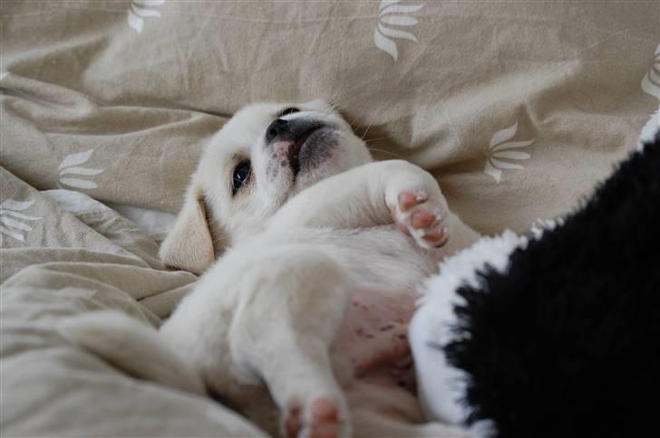 Blanding af racer Malthe billede 11