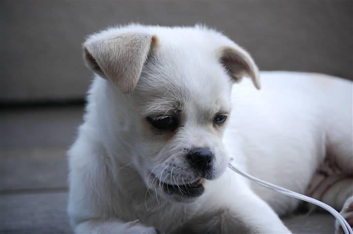 Blanding af racer Malthe billede 12