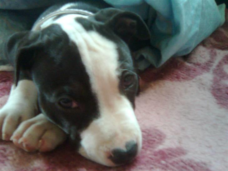 Amerikansk staffordshire terrier Mallu - dette er min nye dejlige pige på kun 9 uger billede 1