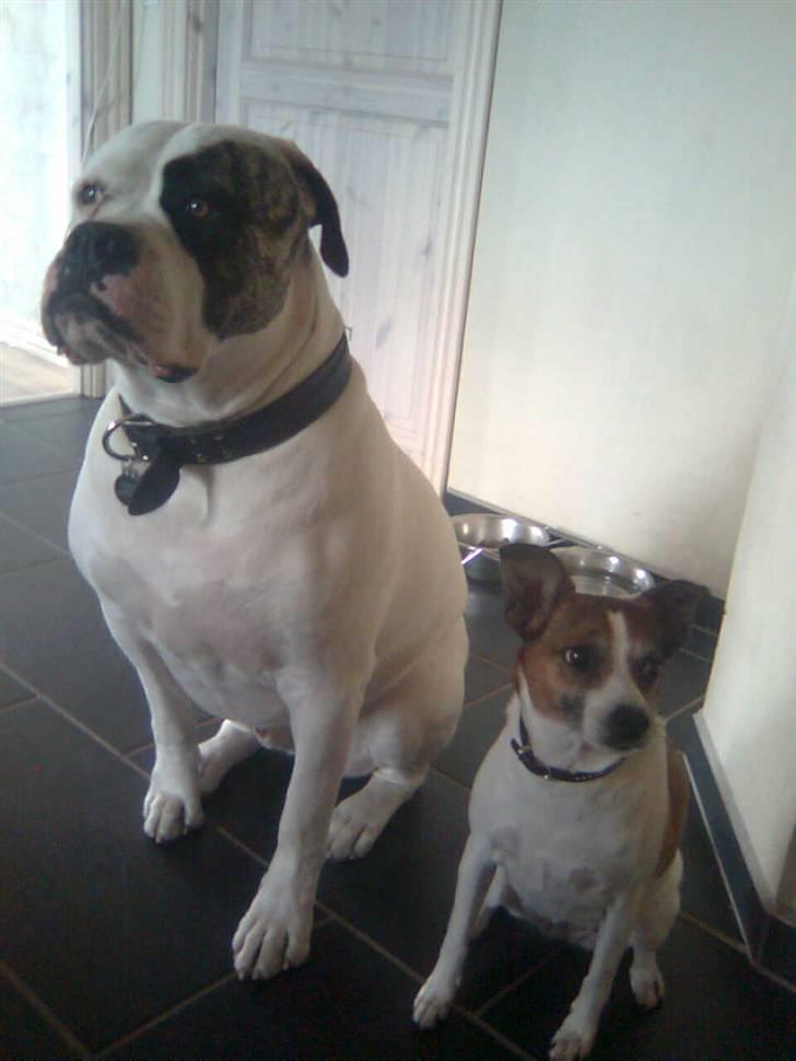 Amerikansk staffordshire terrier Mallu - dette er en stolt storebror billede 2