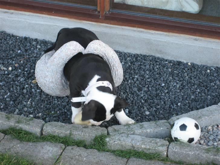 Amerikansk staffordshire terrier Mallu - Jeg skal bare lige have mit ben  billede 3
