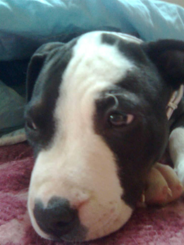 Amerikansk staffordshire terrier Mallu billede 4