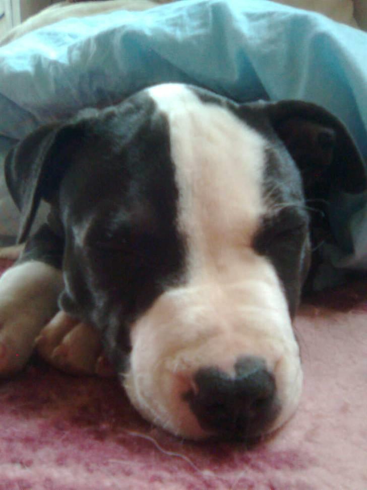 Amerikansk staffordshire terrier Mallu billede 5