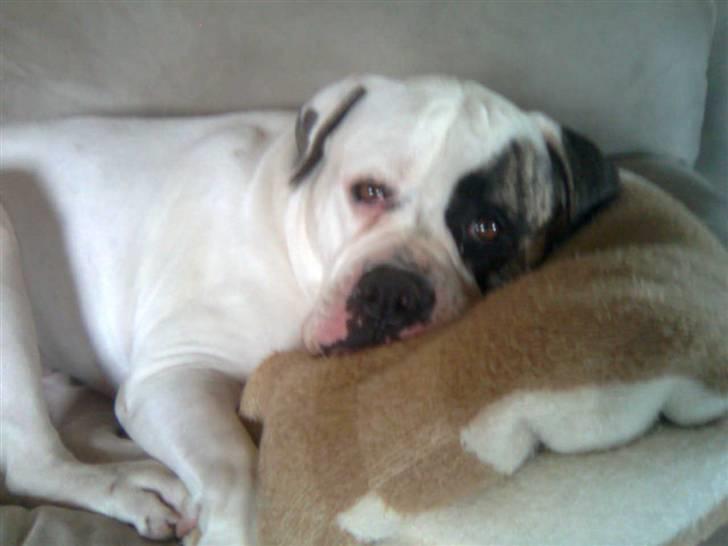 Amerikansk staffordshire terrier Mallu - det er hårdt at lege sådan, det kræver en lille lur billede 6