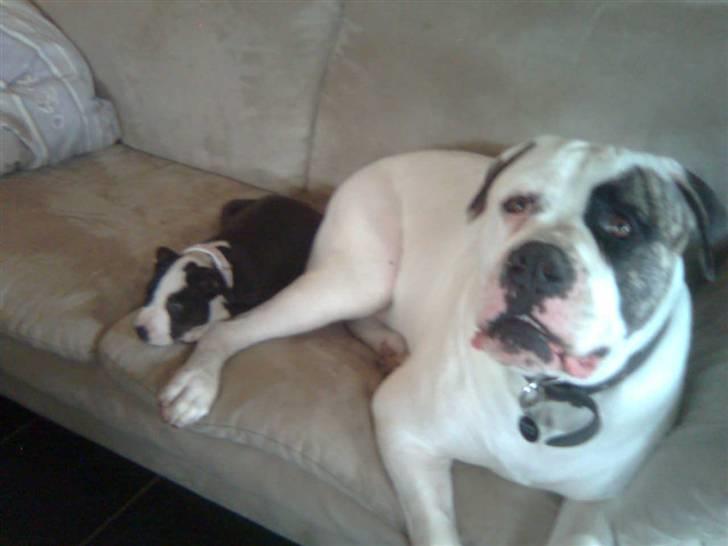 Amerikansk staffordshire terrier Mallu - min storbror og mig i sofaen efter leg billede 7