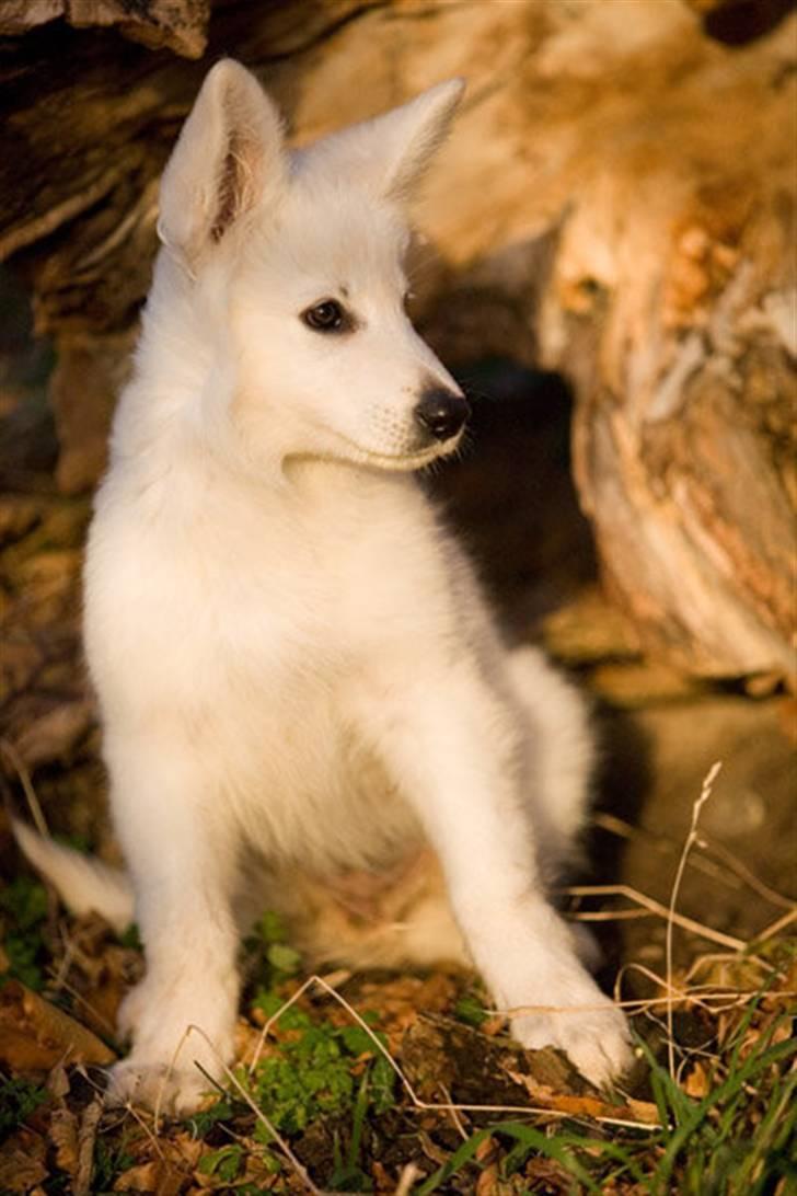 Hvid Schweizisk Hyrdehund Gaja billede 20