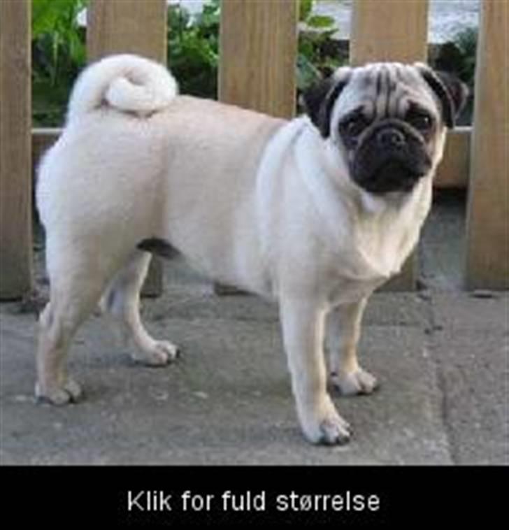 Mops Tronkærs Pearl Princess  billede 18