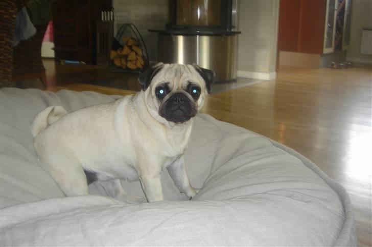 Mops Tronkærs Pearl Princess  billede 19