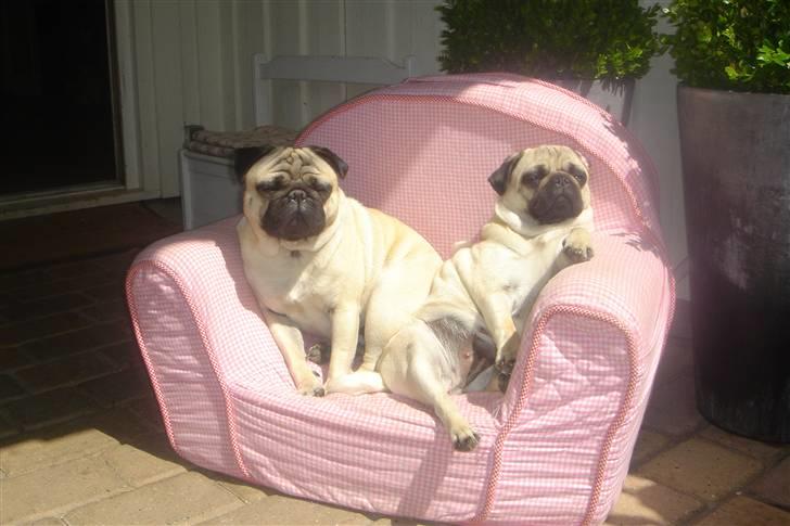 Mops Tronkærs Pearl Princess  billede 20