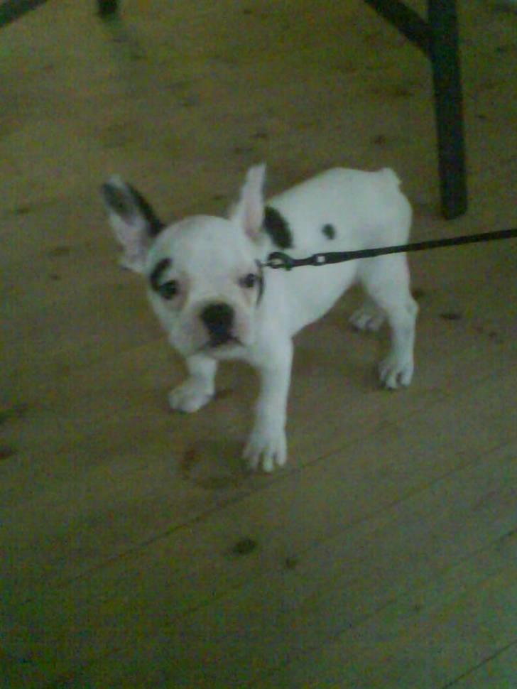 Fransk bulldog Malou billede 2