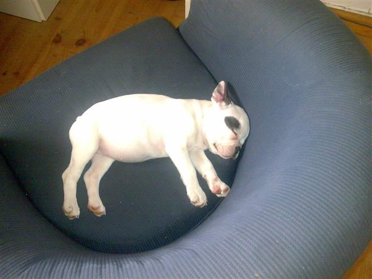 Fransk bulldog Malou billede 3