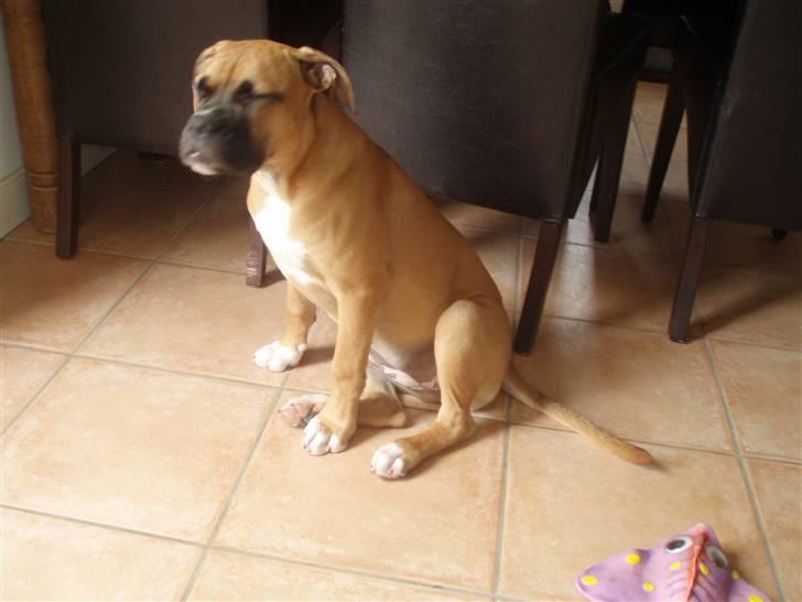 Amerikansk bulldog Fie billede 9