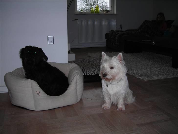 Blanding af racer Zico - Zico og hendes bedste ven Gandalf. billede 2