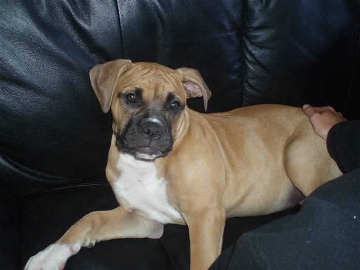 Amerikansk bulldog Fie billede 10