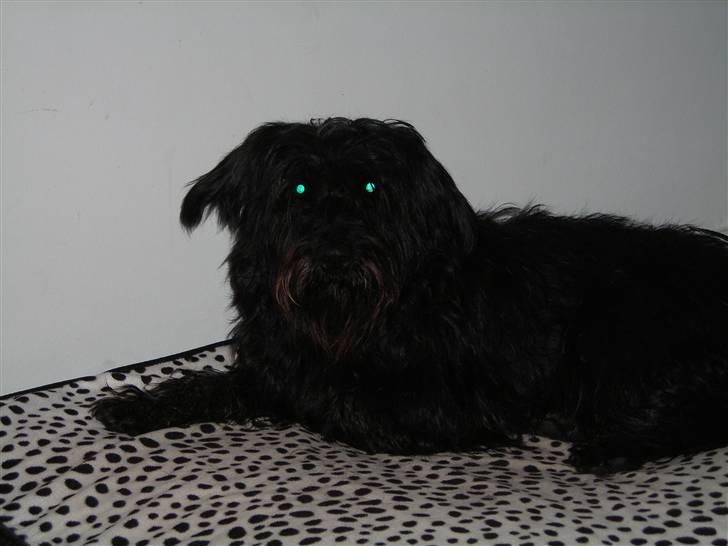 Blanding af racer Zico - Hvem er det der kommer nu? billede 3