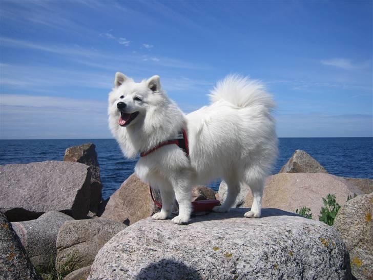 Japansk spids Tami - Tami på en sten i Svaneke, Bornholm billede 1