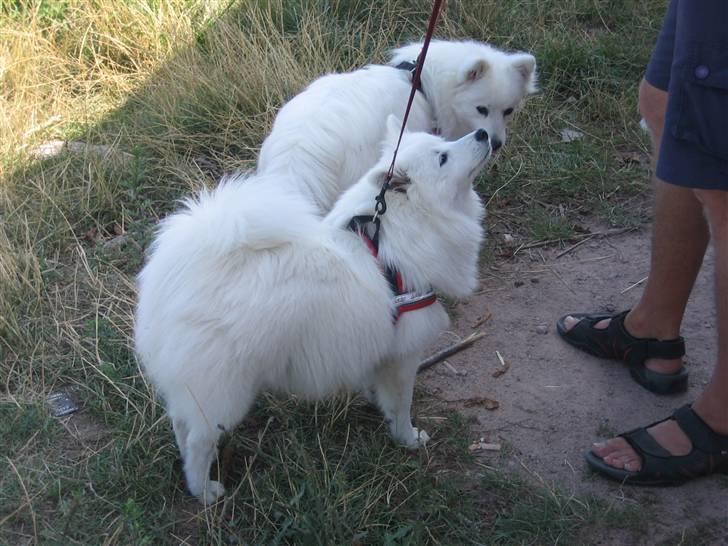 Japansk spids Tami - Tami foran Ninki. Mon ham far har nogle guffer i lommen? billede 2