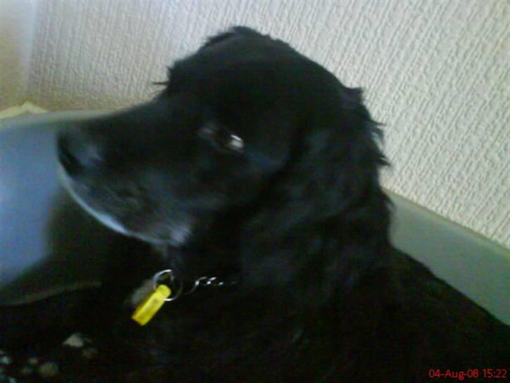 Blanding af racer Mini Mol (Molly) - "WELCOME"<333 billede 1