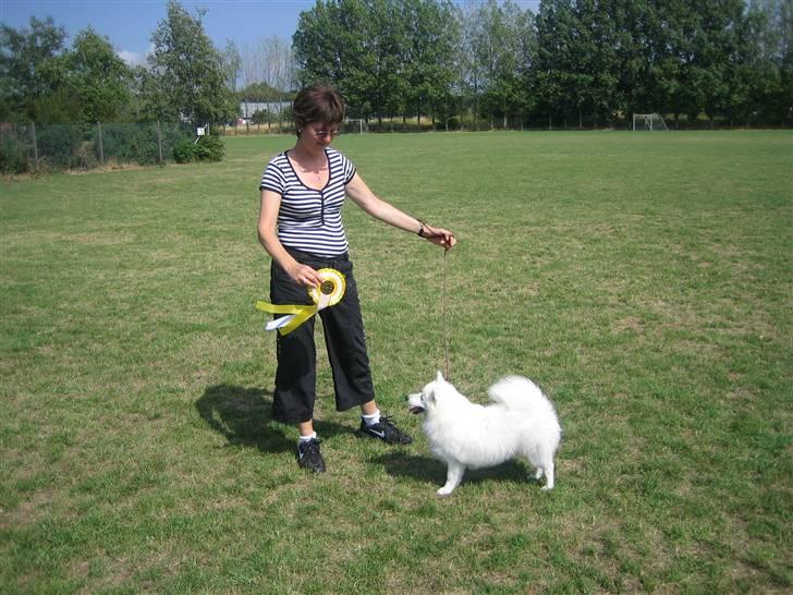 Japansk spids Tami - Tami som BIS 3 på SPK´s udstilling i Rønne d. 12/7-2008 billede 3