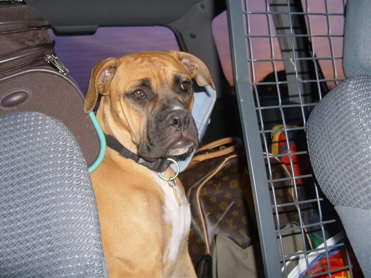 Amerikansk bulldog Fie billede 11