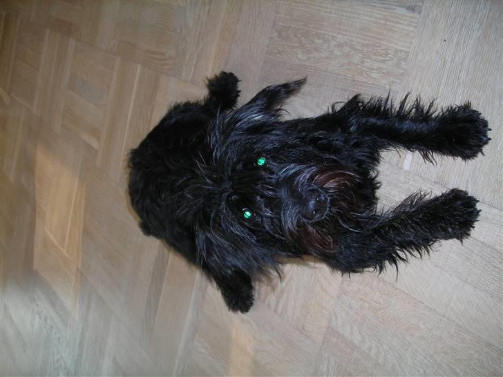 Blanding af racer Zico billede 4