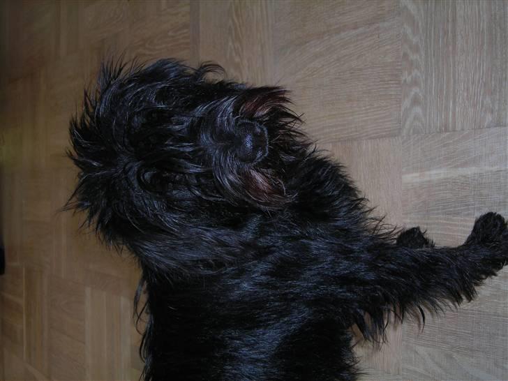 Blanding af racer Zico billede 5