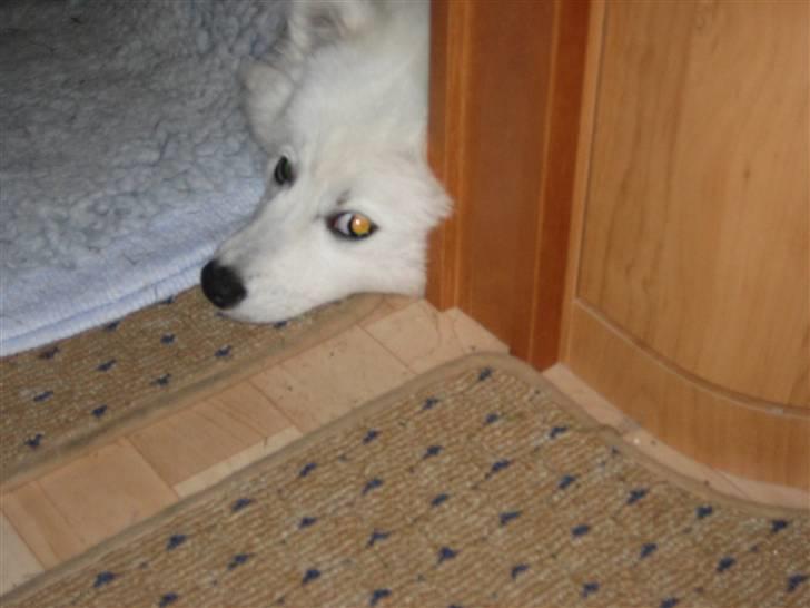 Japansk spids Tami - Tamis soveplads i campingvognen billede 4